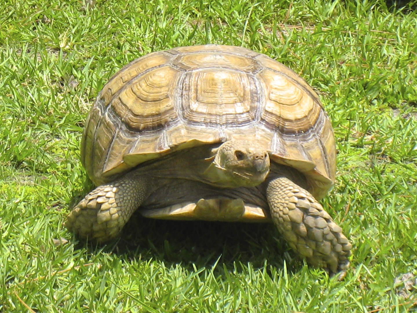 ALDABRA BREEDER