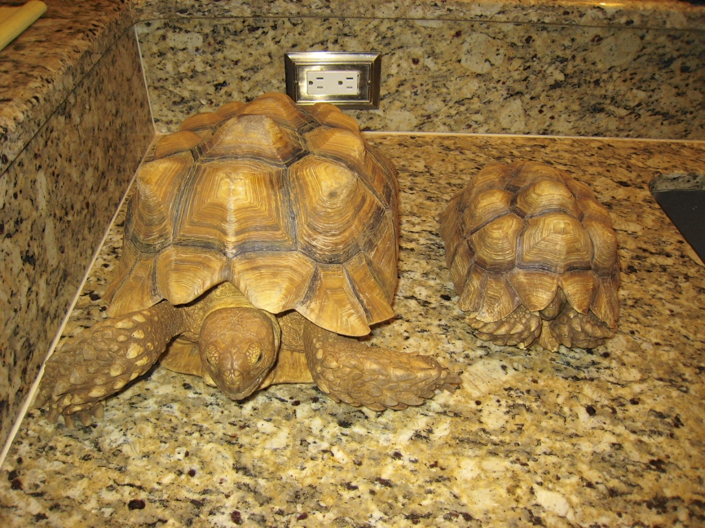 ALDABRA BREEDER