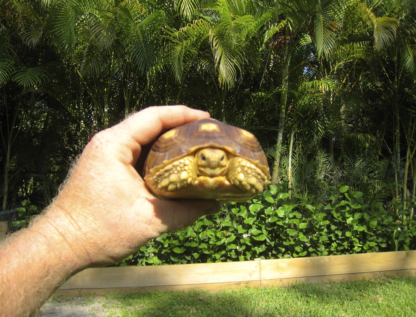 ALDABRA BREEDER