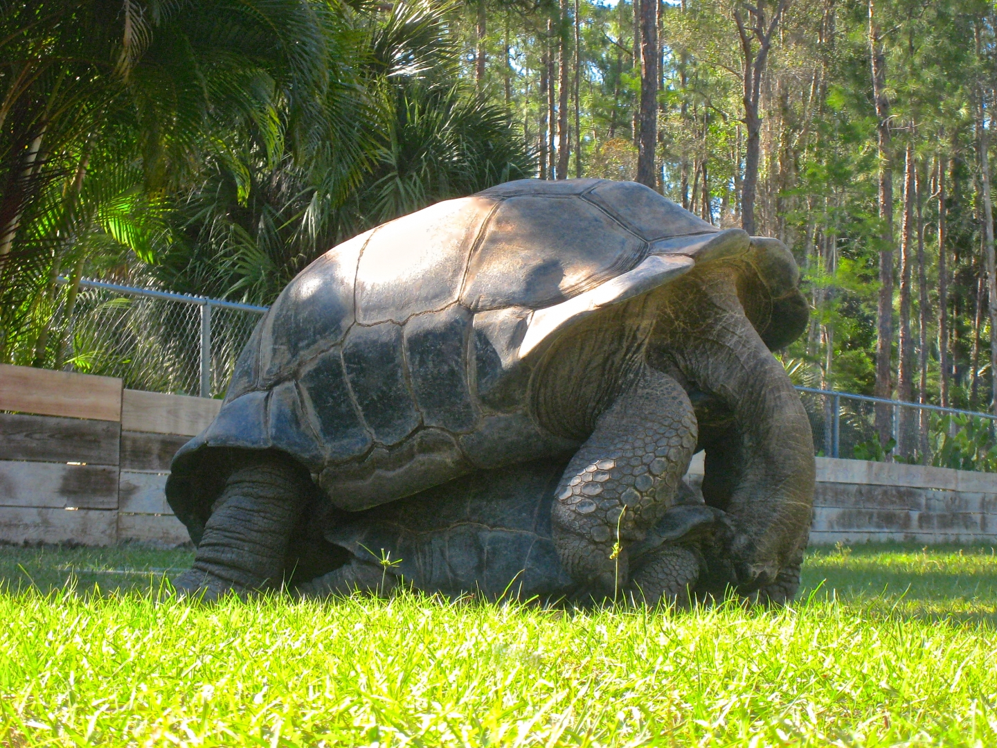 ALDABRA BREEDER