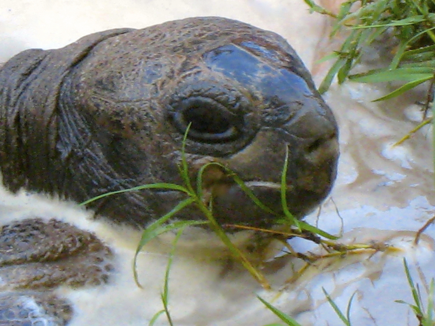 ALDABRA BREEDER