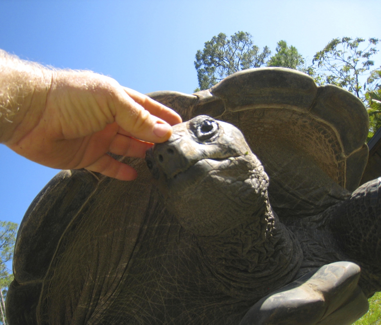 ALDABRA BREEDER