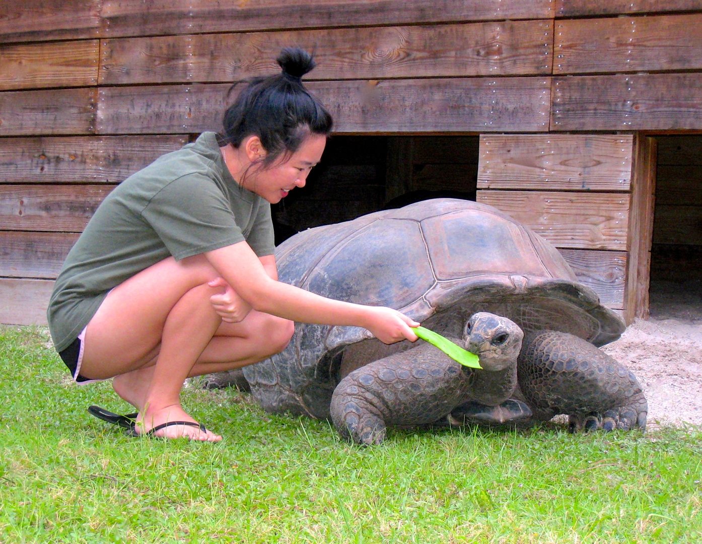 ALDABRA BREEDER