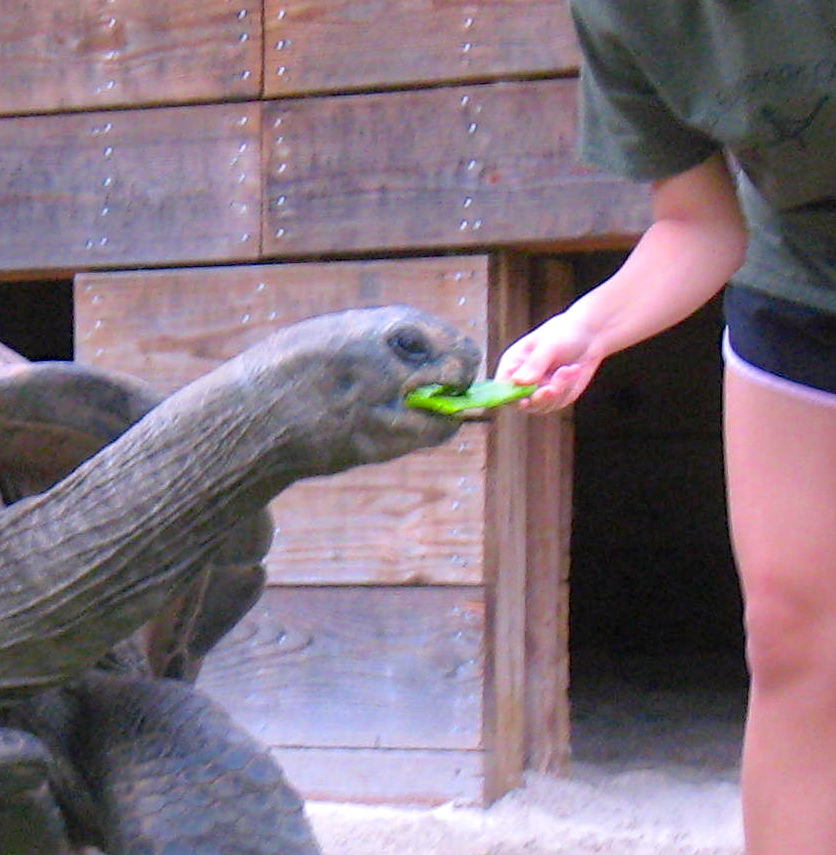 ALDABRA BREEDER