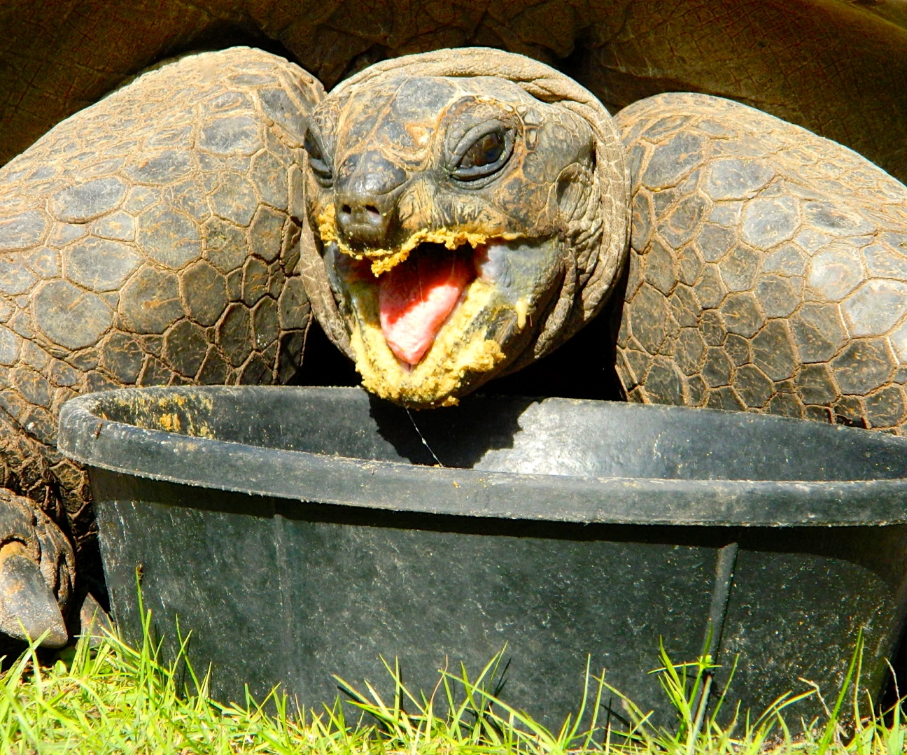 ALDABRA BREEDER