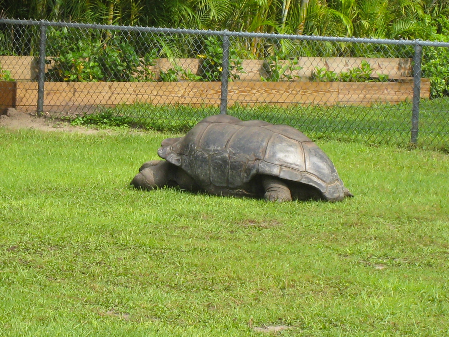 ALDABRA BREEDER