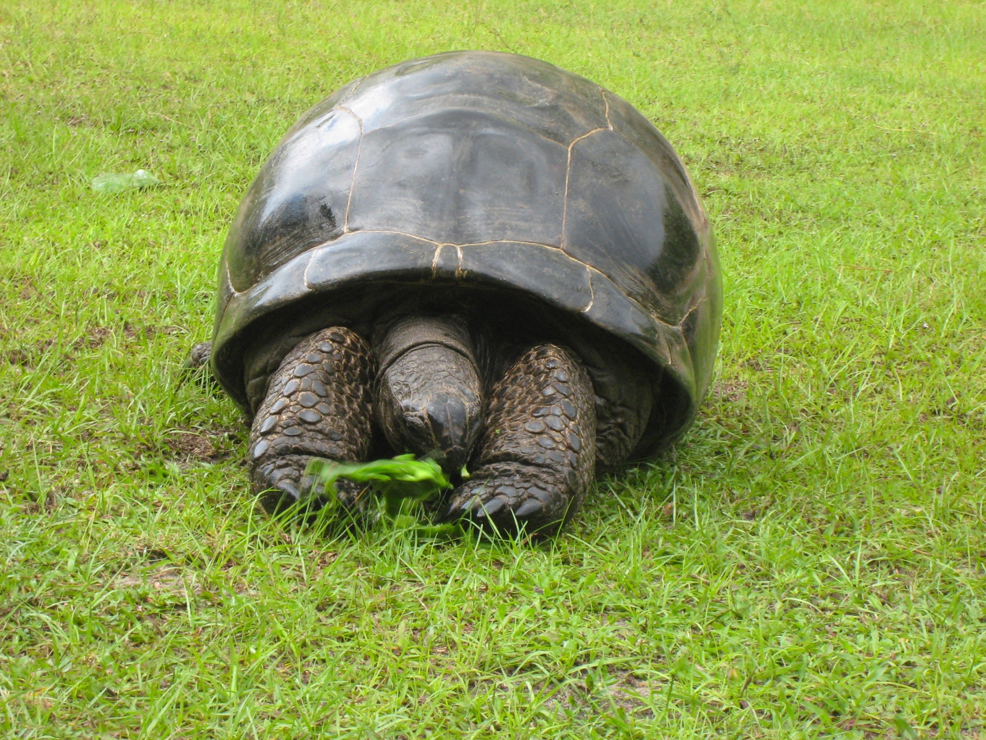 ALDABRA BREEDER