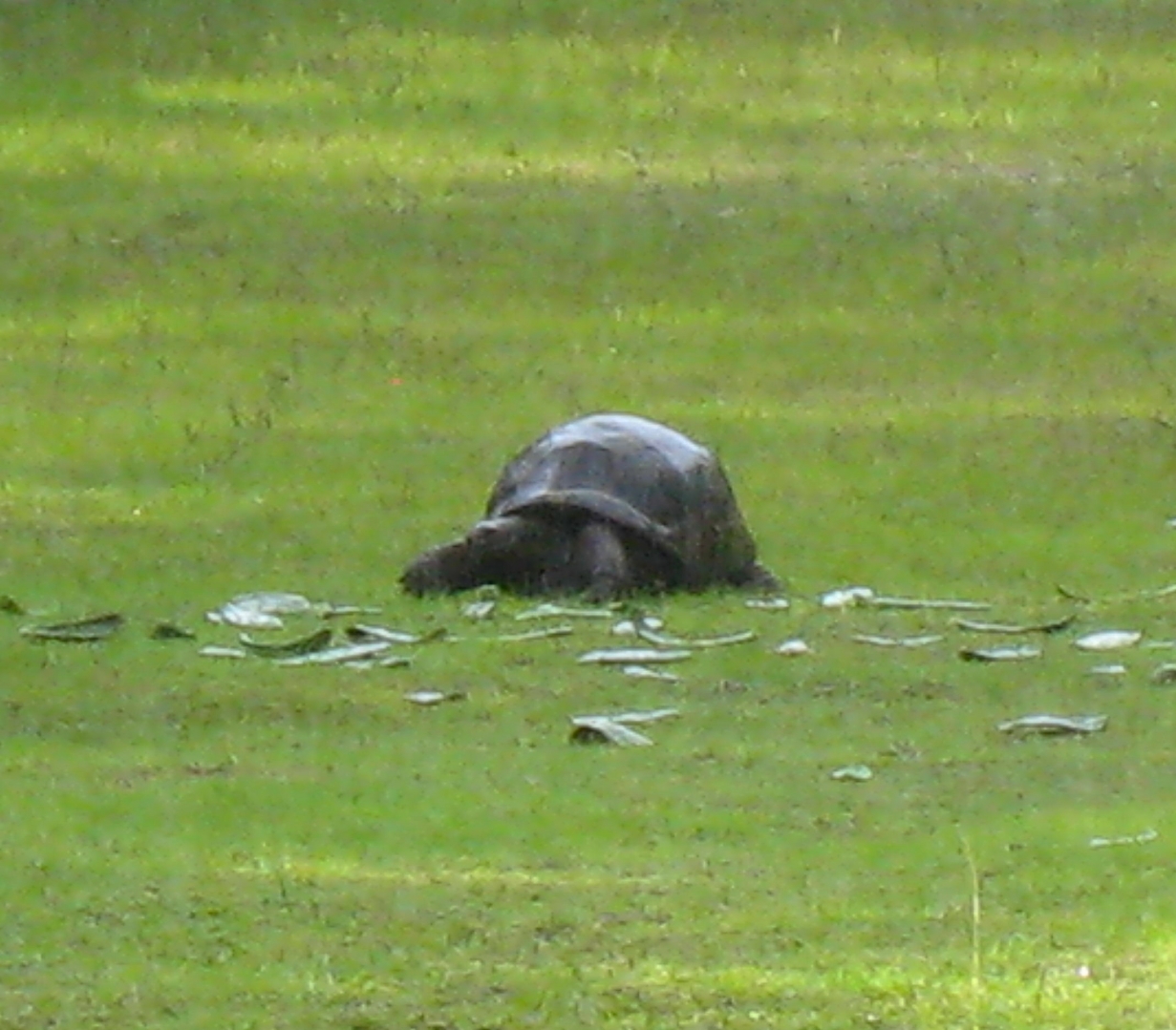 ALDABRA BREEDER