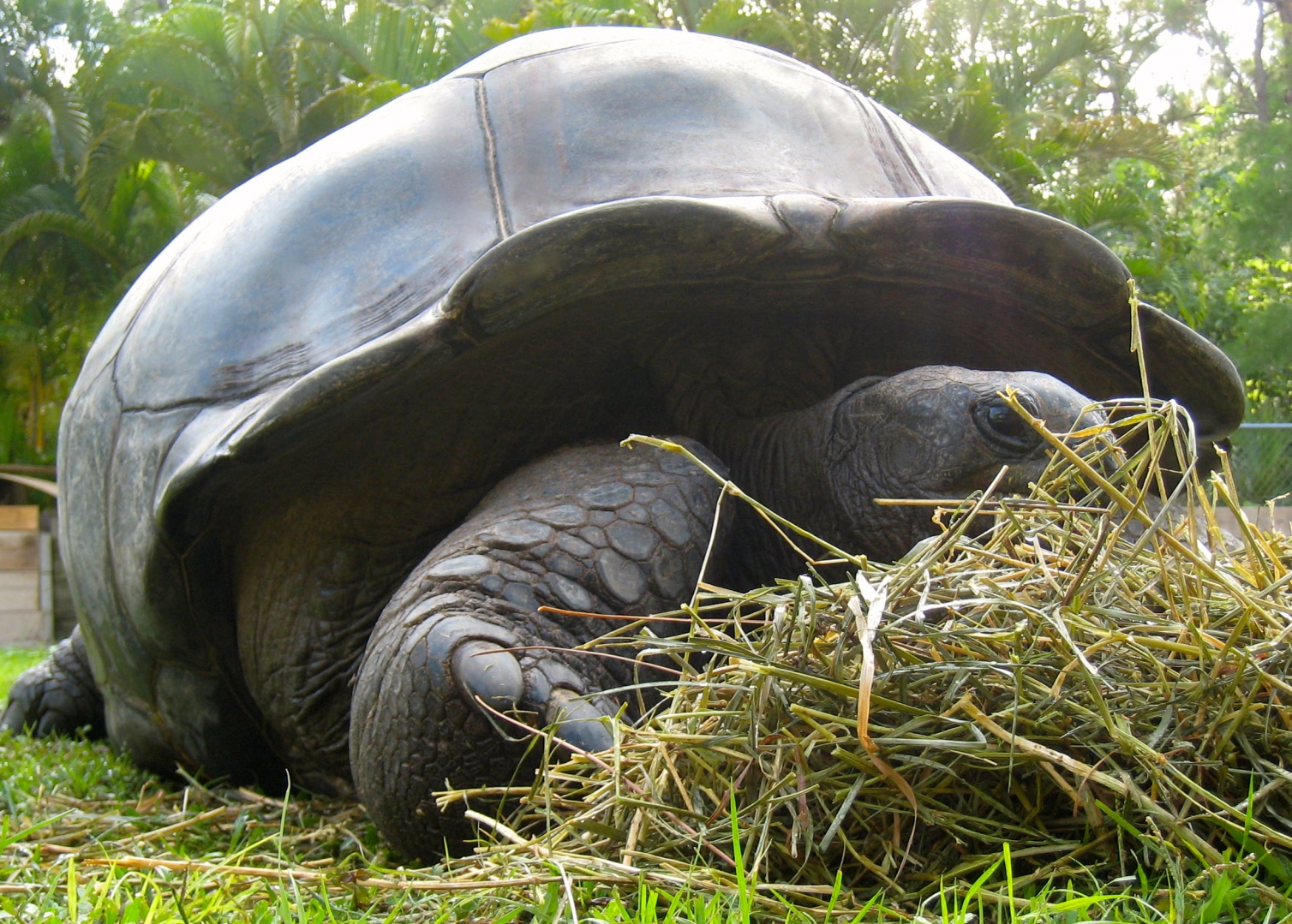 ALDABRA BREEDER