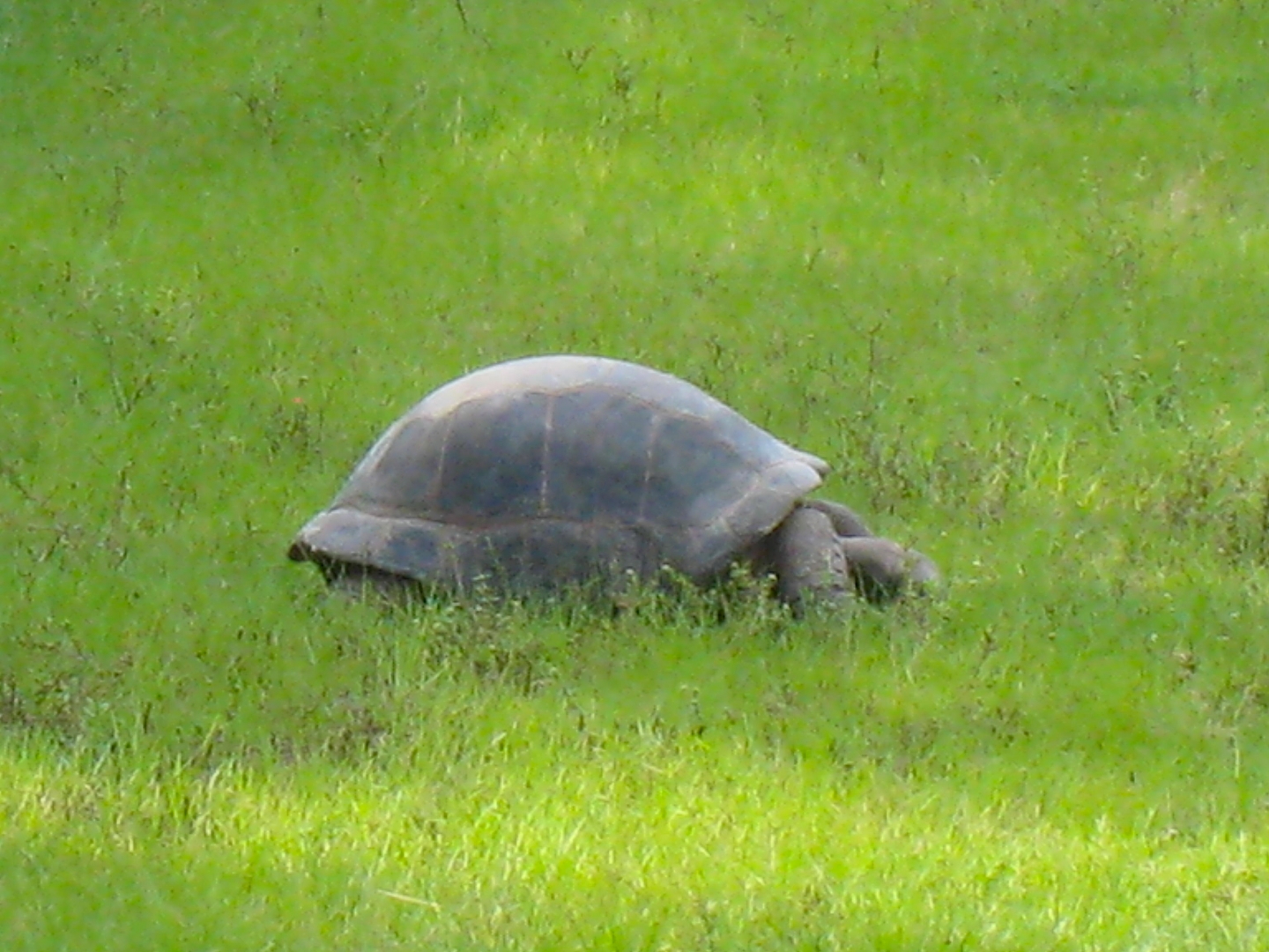 ALDABRA BREEDER
