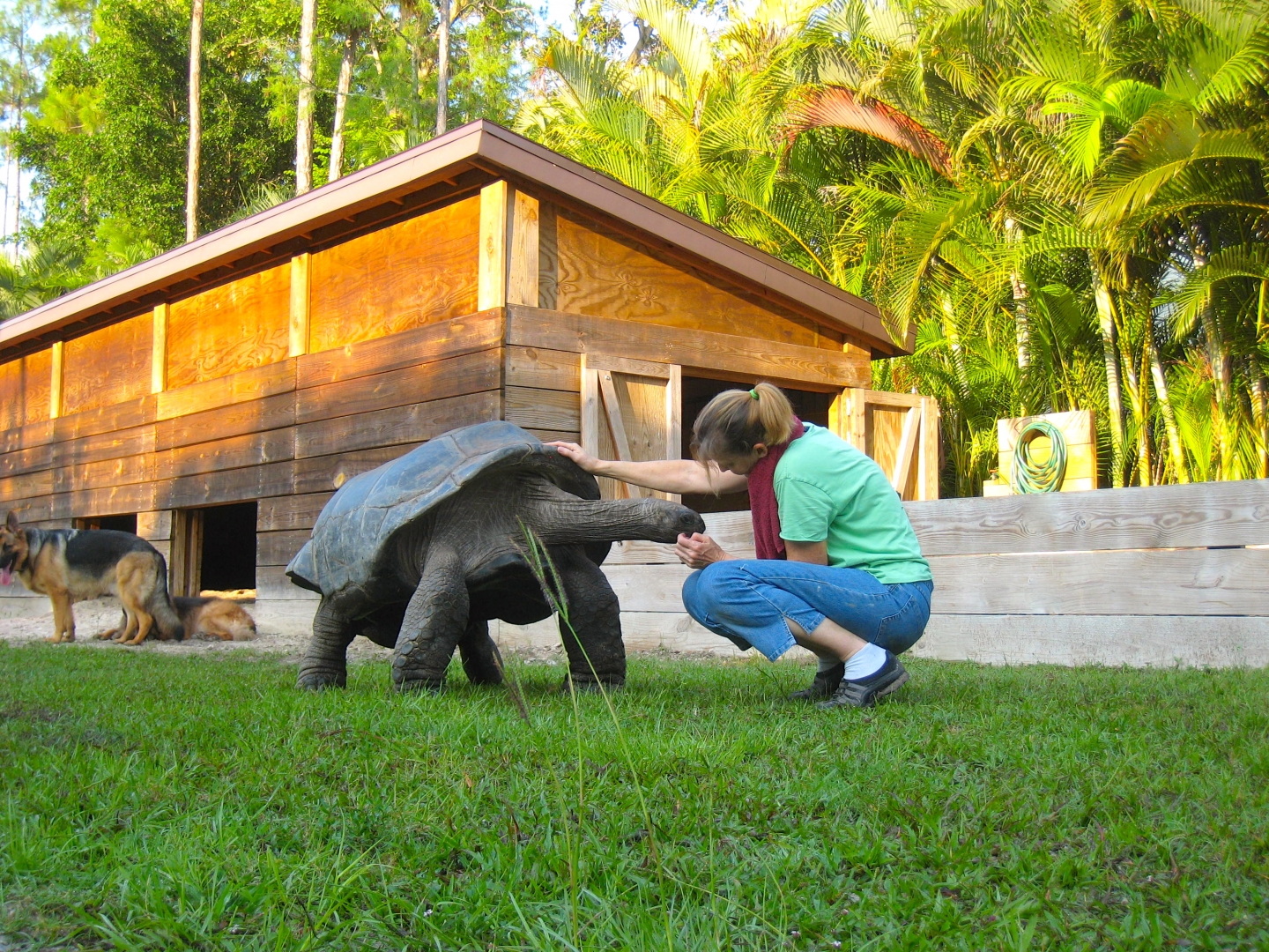 ALDABRA BREEDER