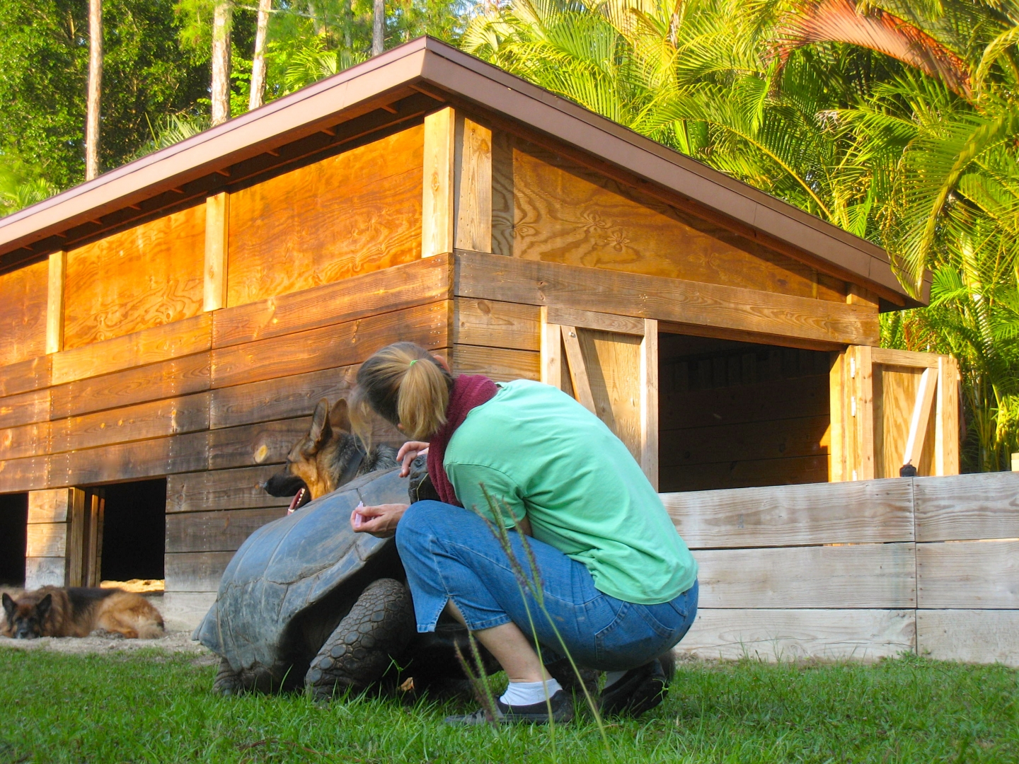 ALDABRA BREEDER