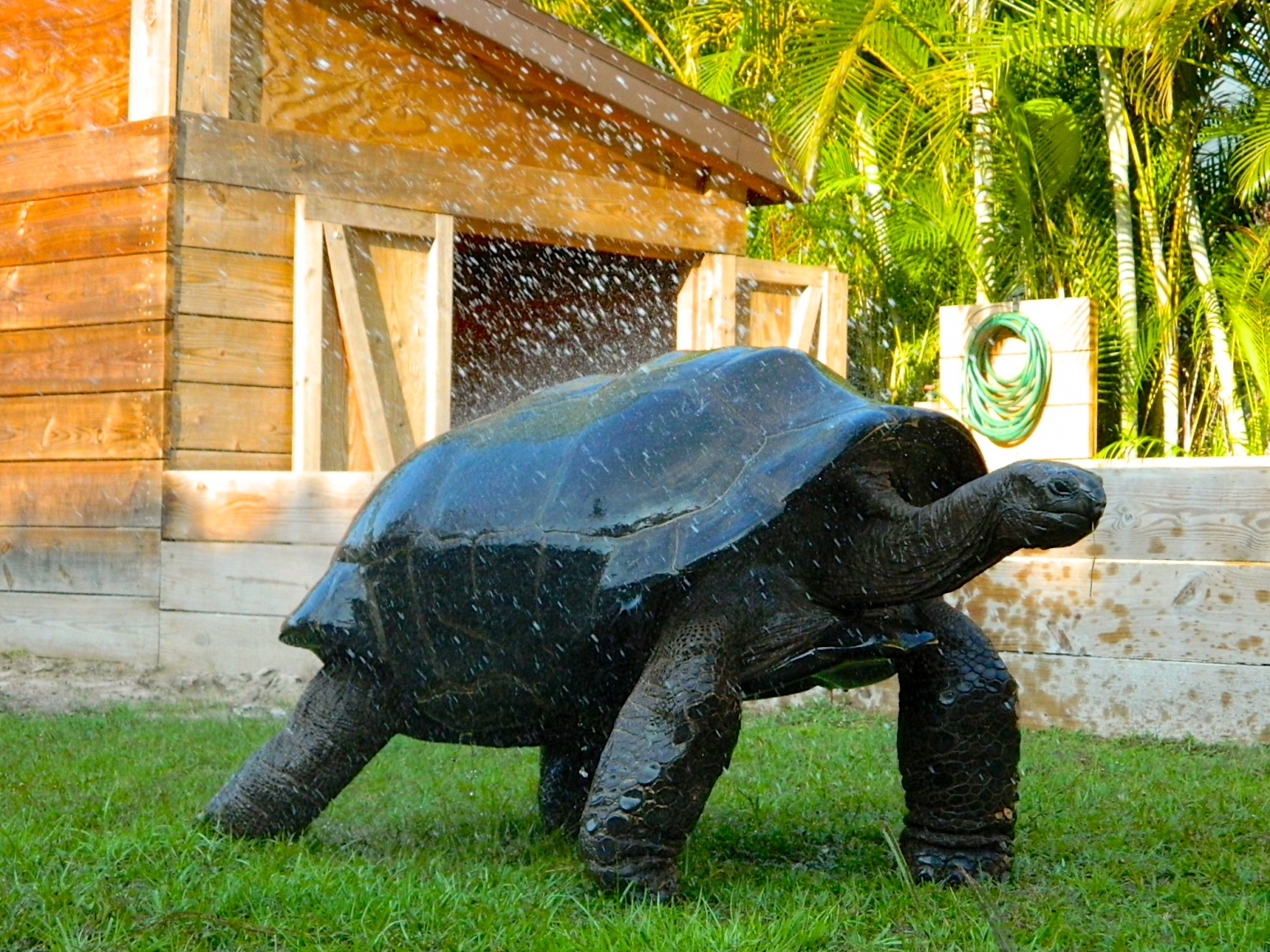 ALDABRA BREEDER