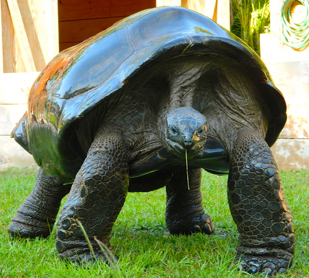 ALDABRA BREEDER