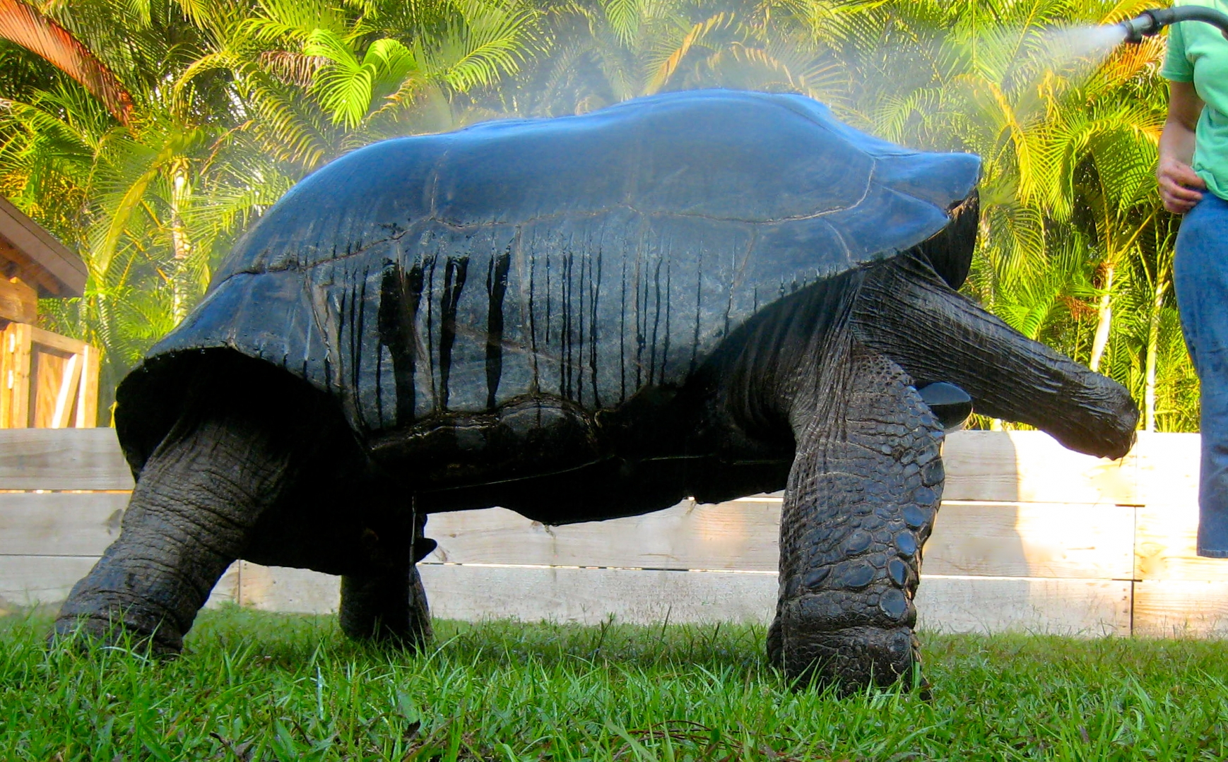 ALDABRA BREEDER
