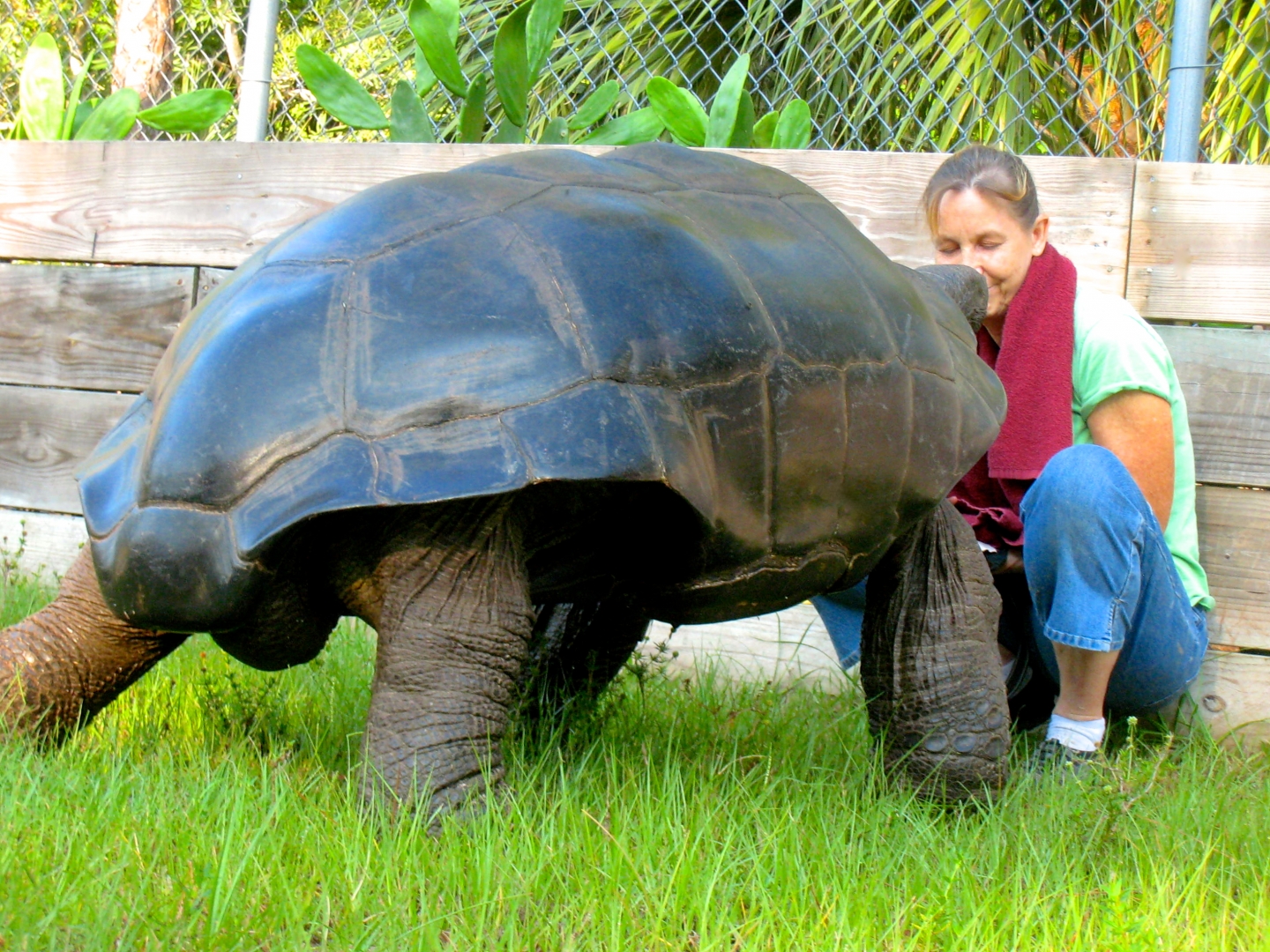 ALDABRA BREEDER