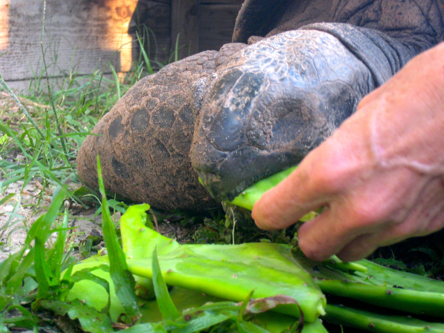 ALDABRA BREEDER