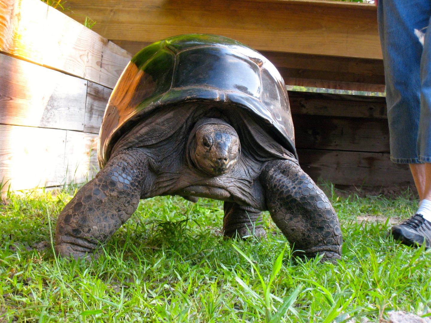 ALDABRA BREEDER