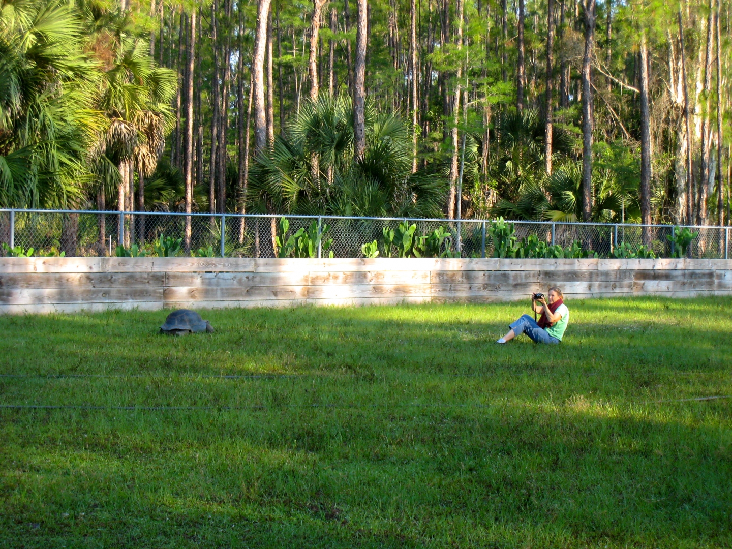 ALDABRA BREEDER