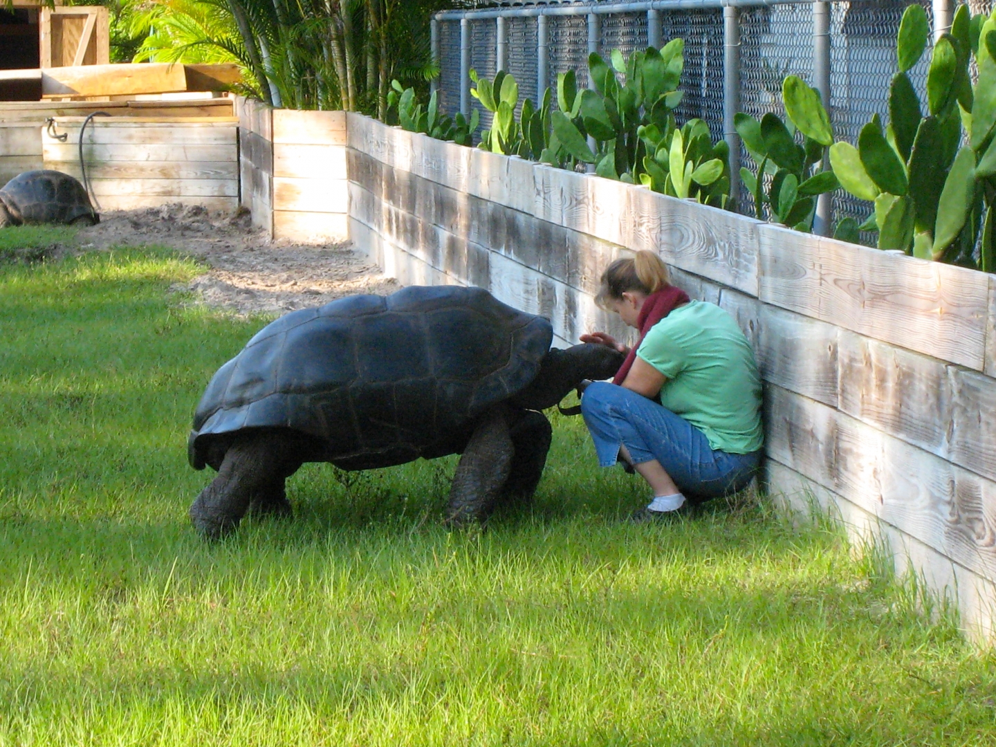 ALDABRA BREEDER