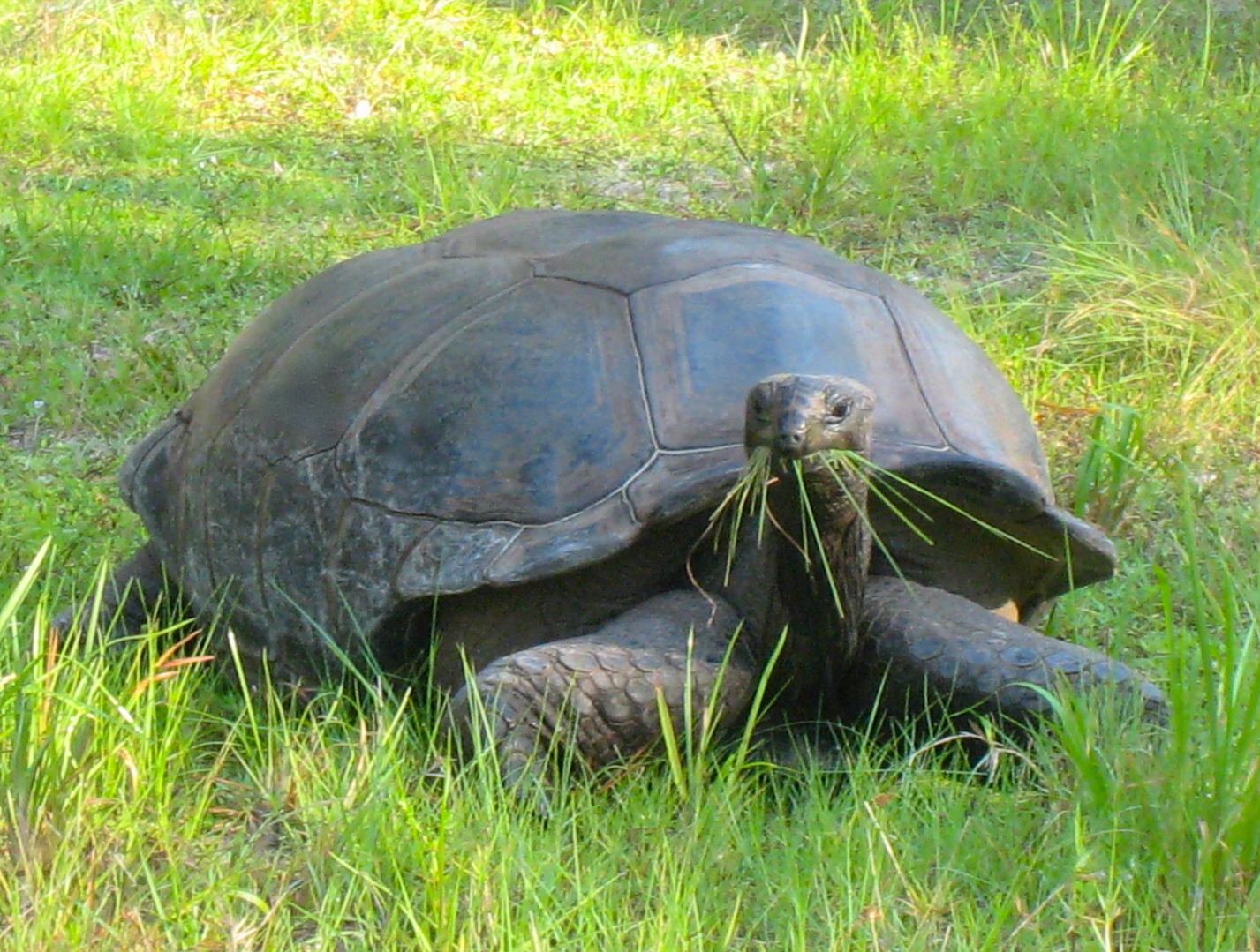 ALDABRA BREEDER
