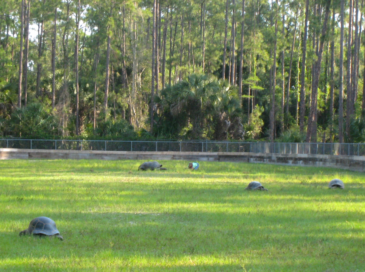 ALDABRA BREEDER