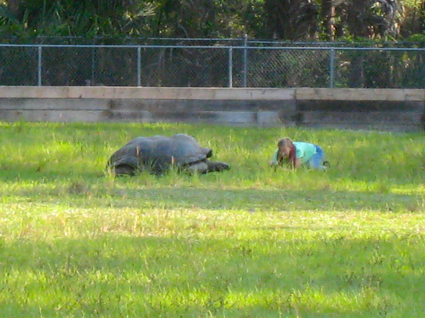 ALDABRA BREEDER