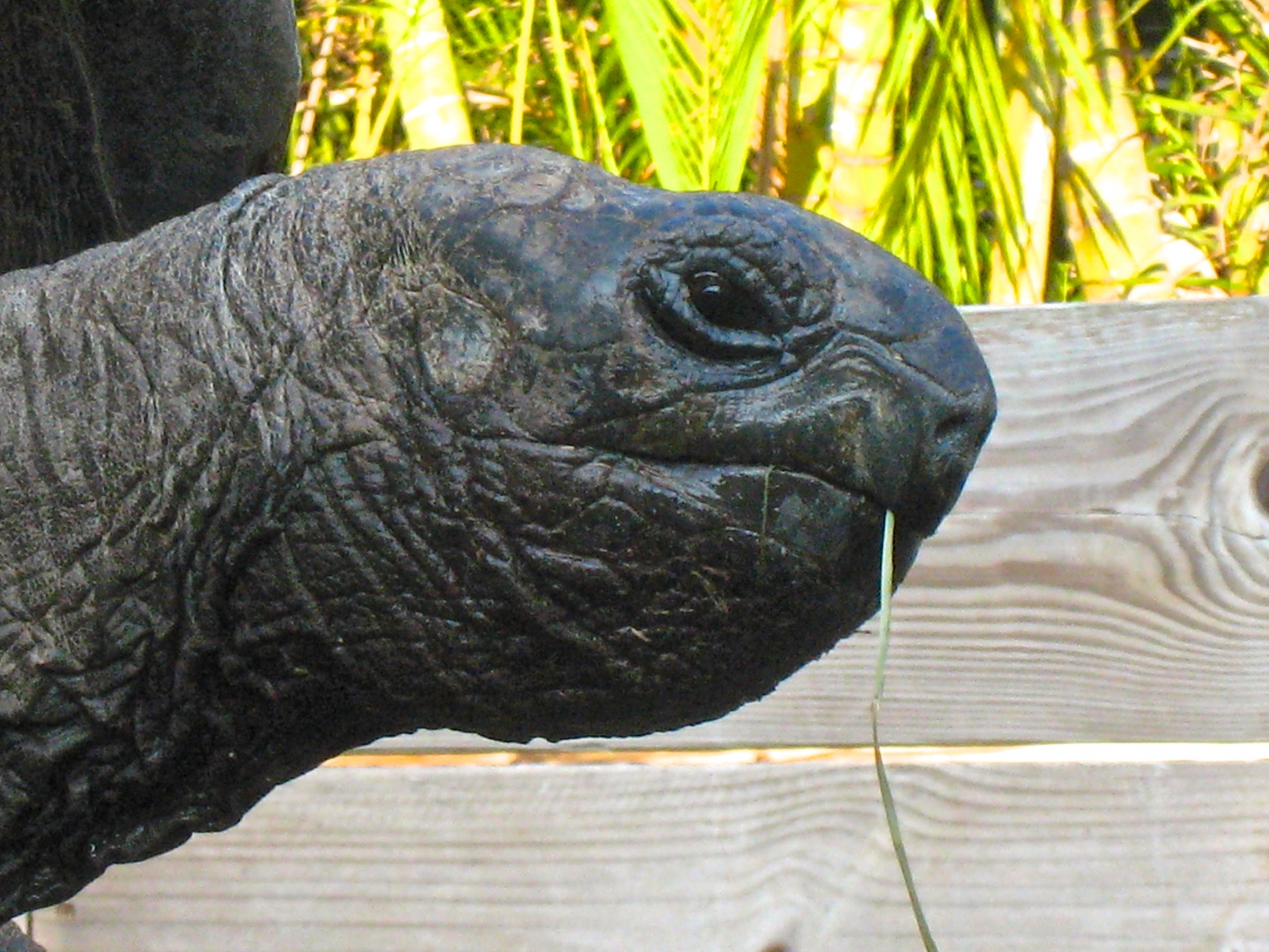 ALDABRA BREEDER