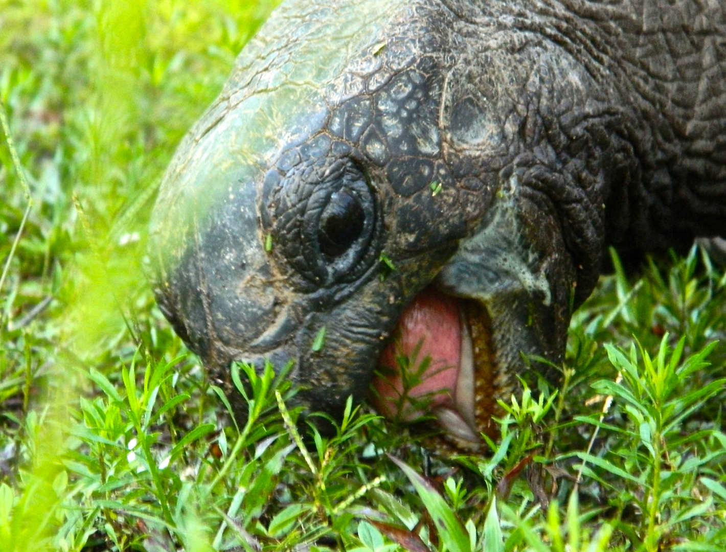 ALDABRA BREEDER