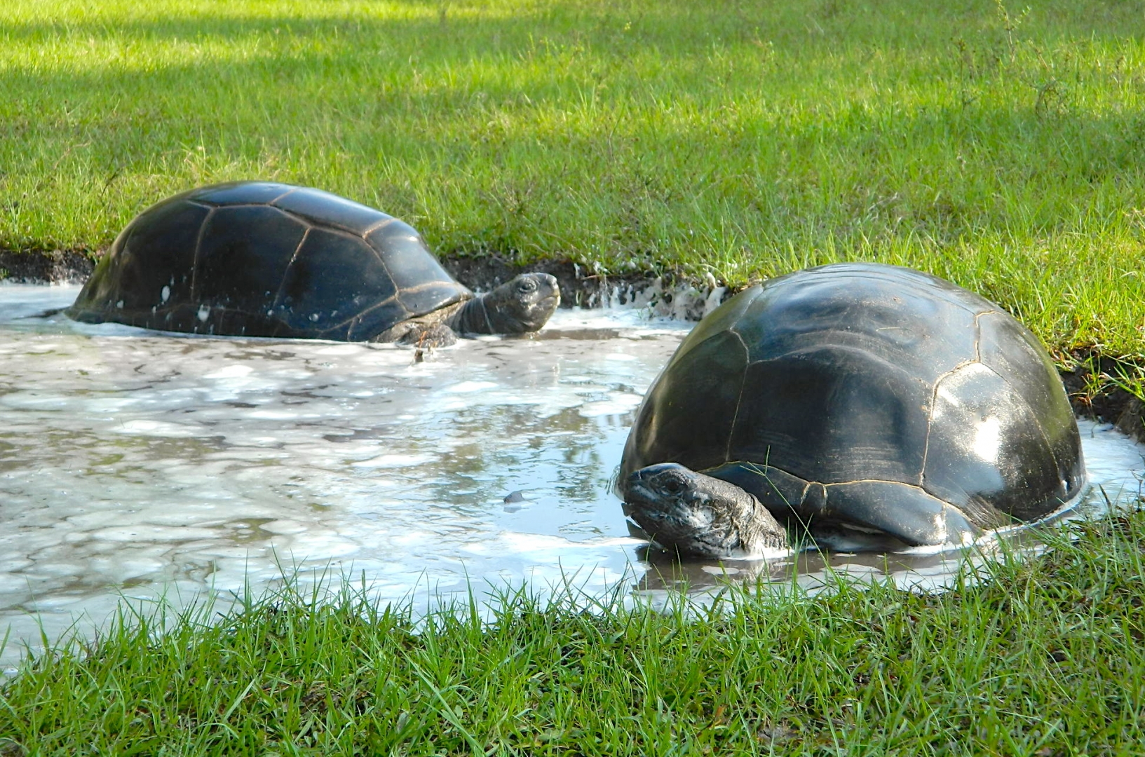 ALDABRA BREEDER