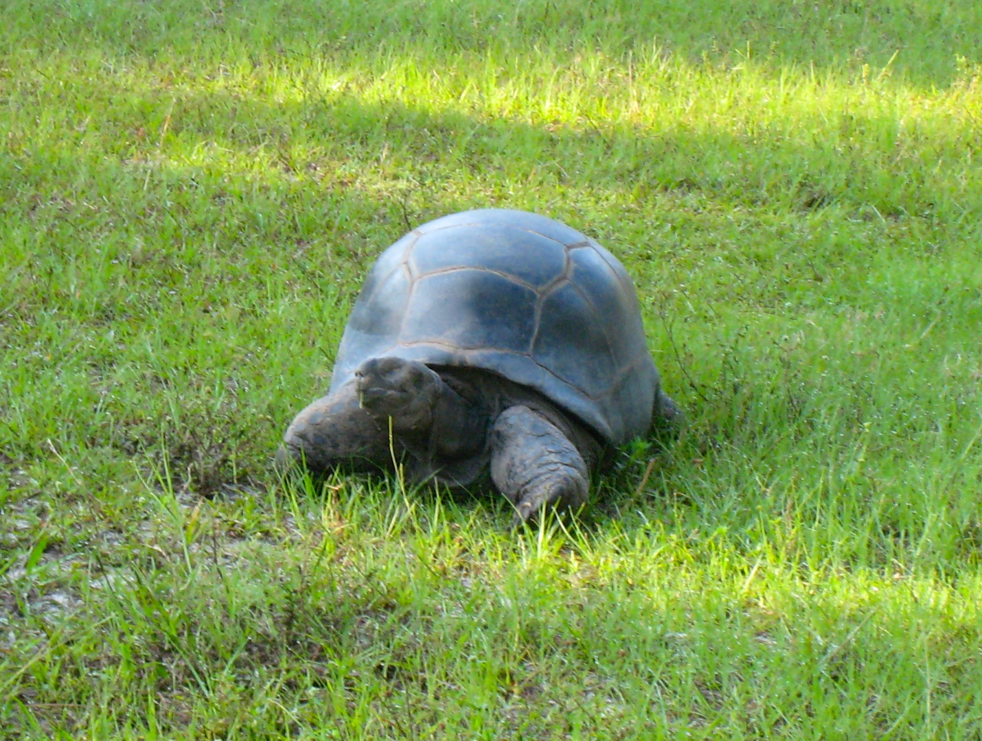 ALDABRA BREEDER