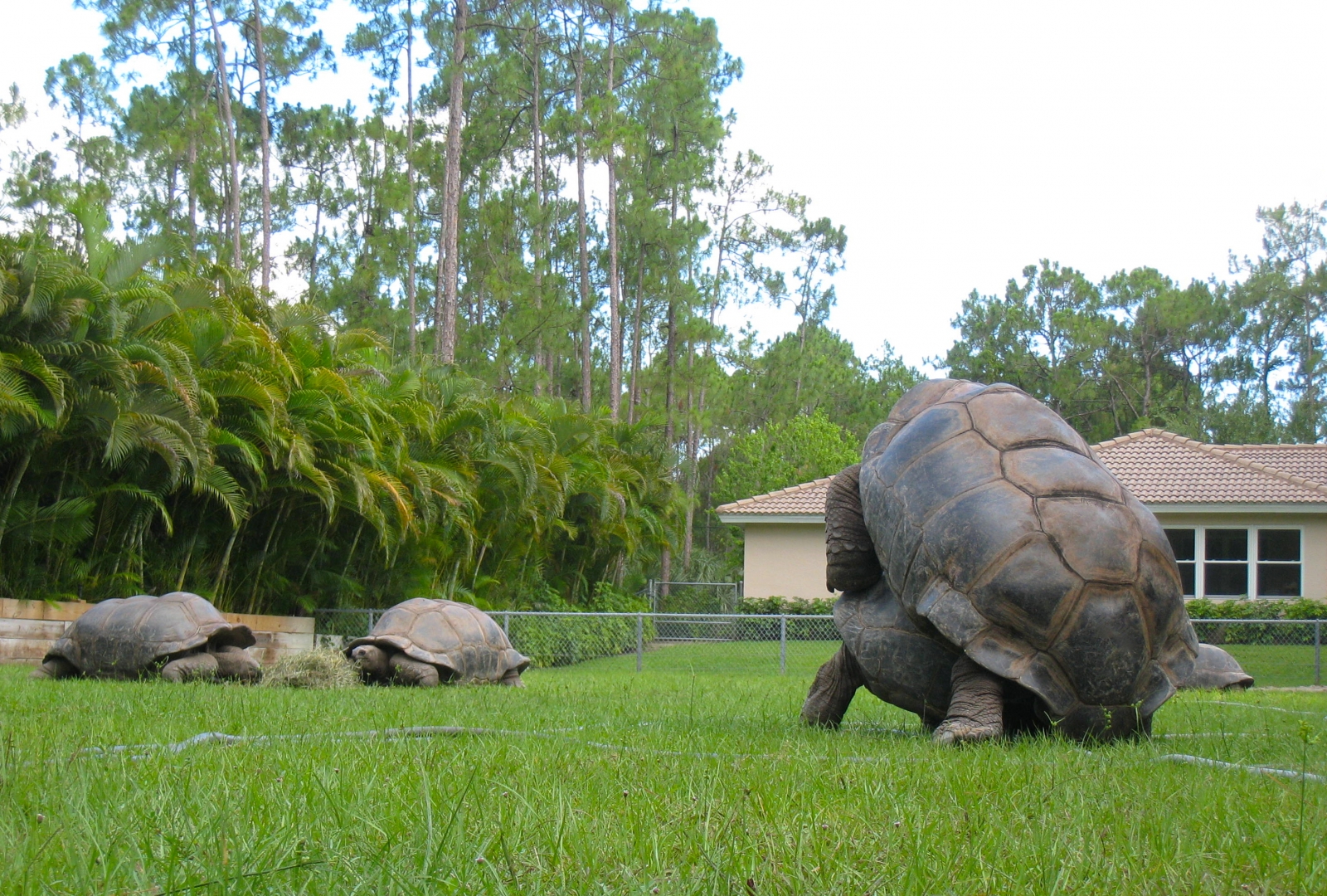 ALDABRA BREEDER