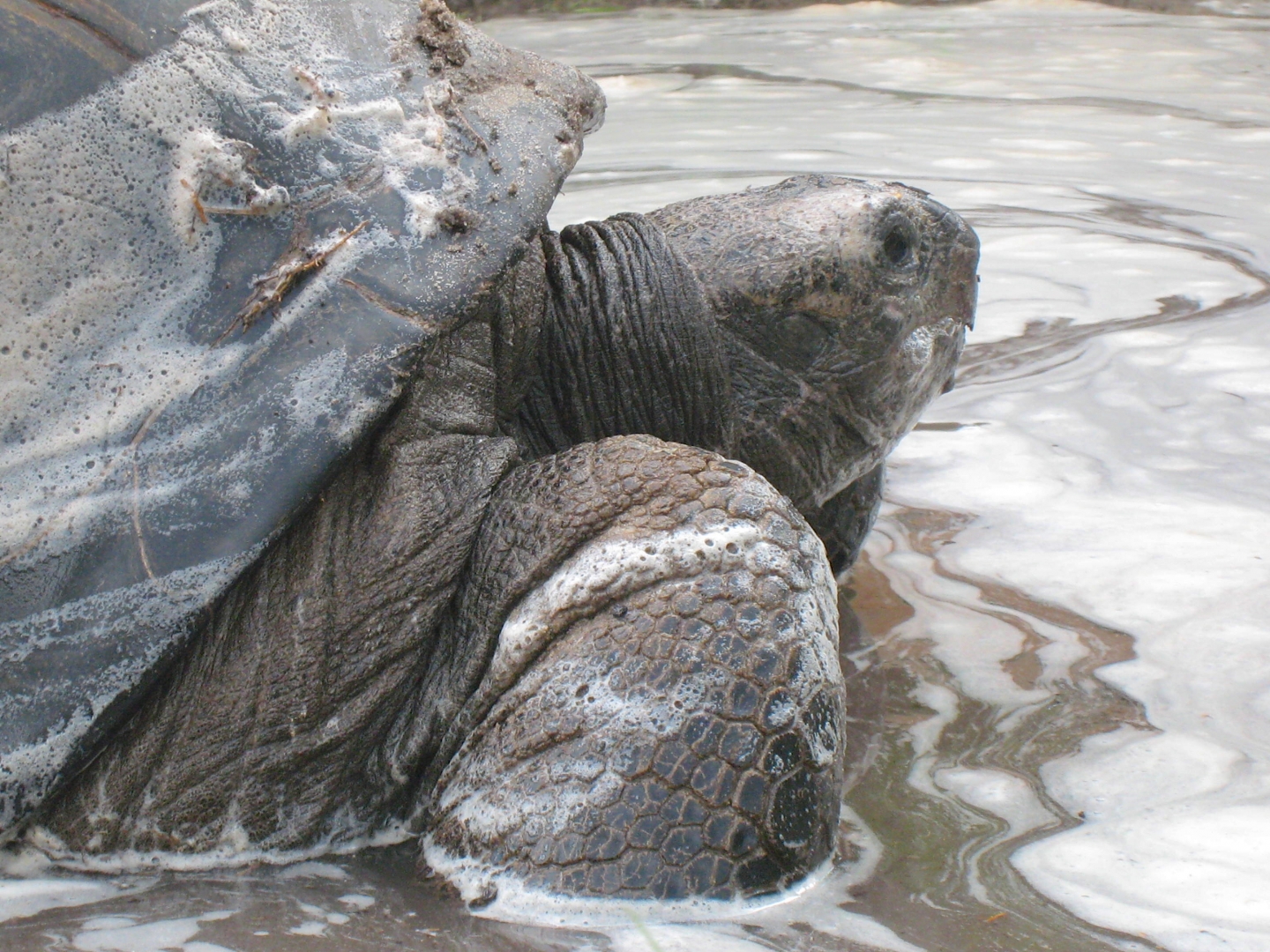 ALDABRA BREEDER
