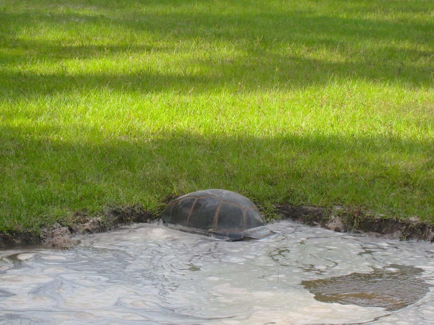 ALDABRA BREEDER
