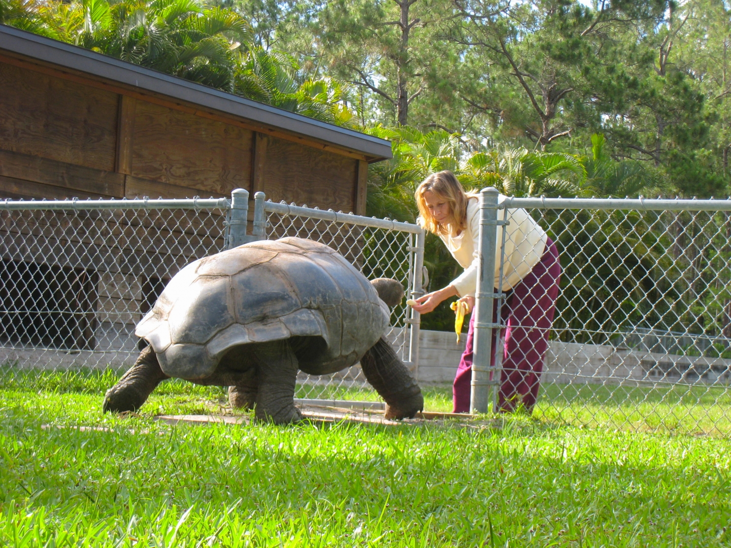 ALDABRA BREEDER