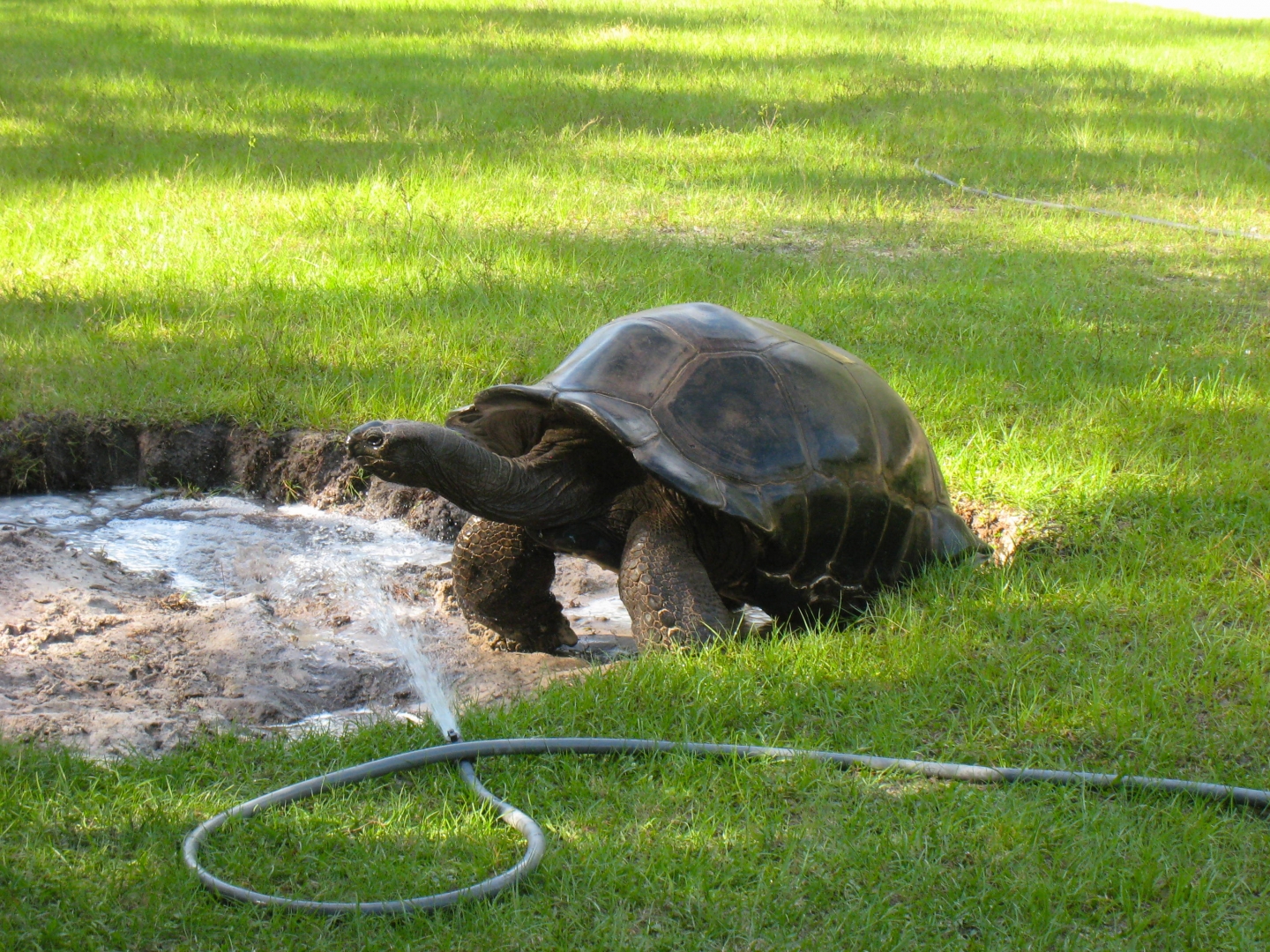 ALDABRA BREEDER