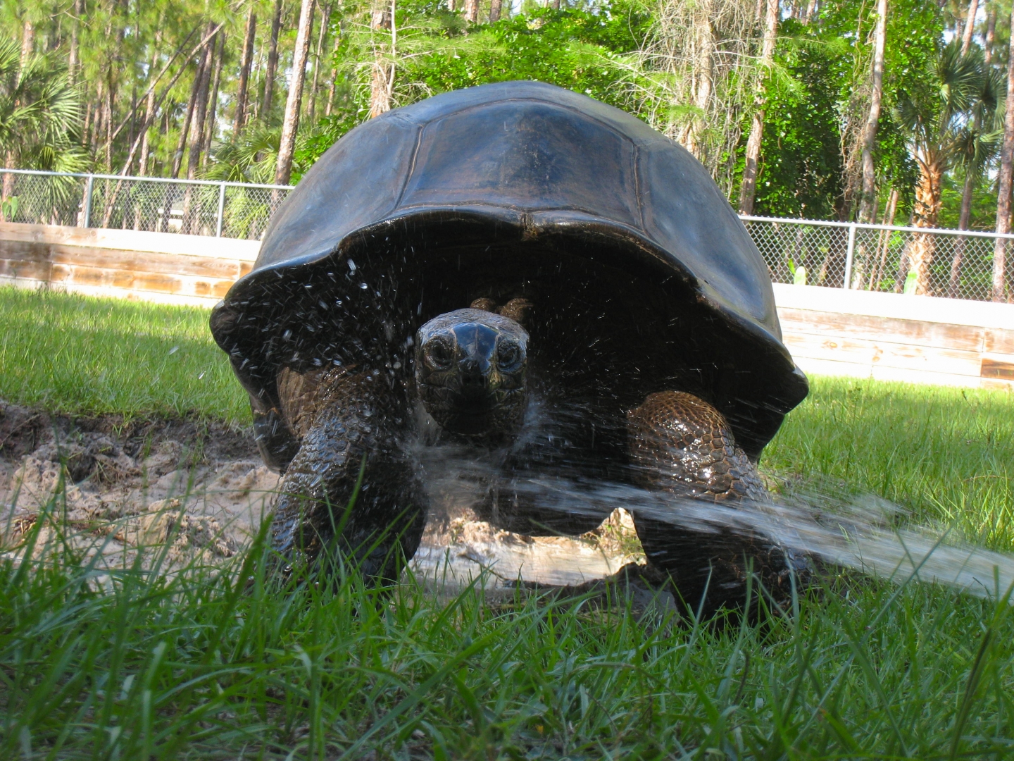 ALDABRA BREEDER