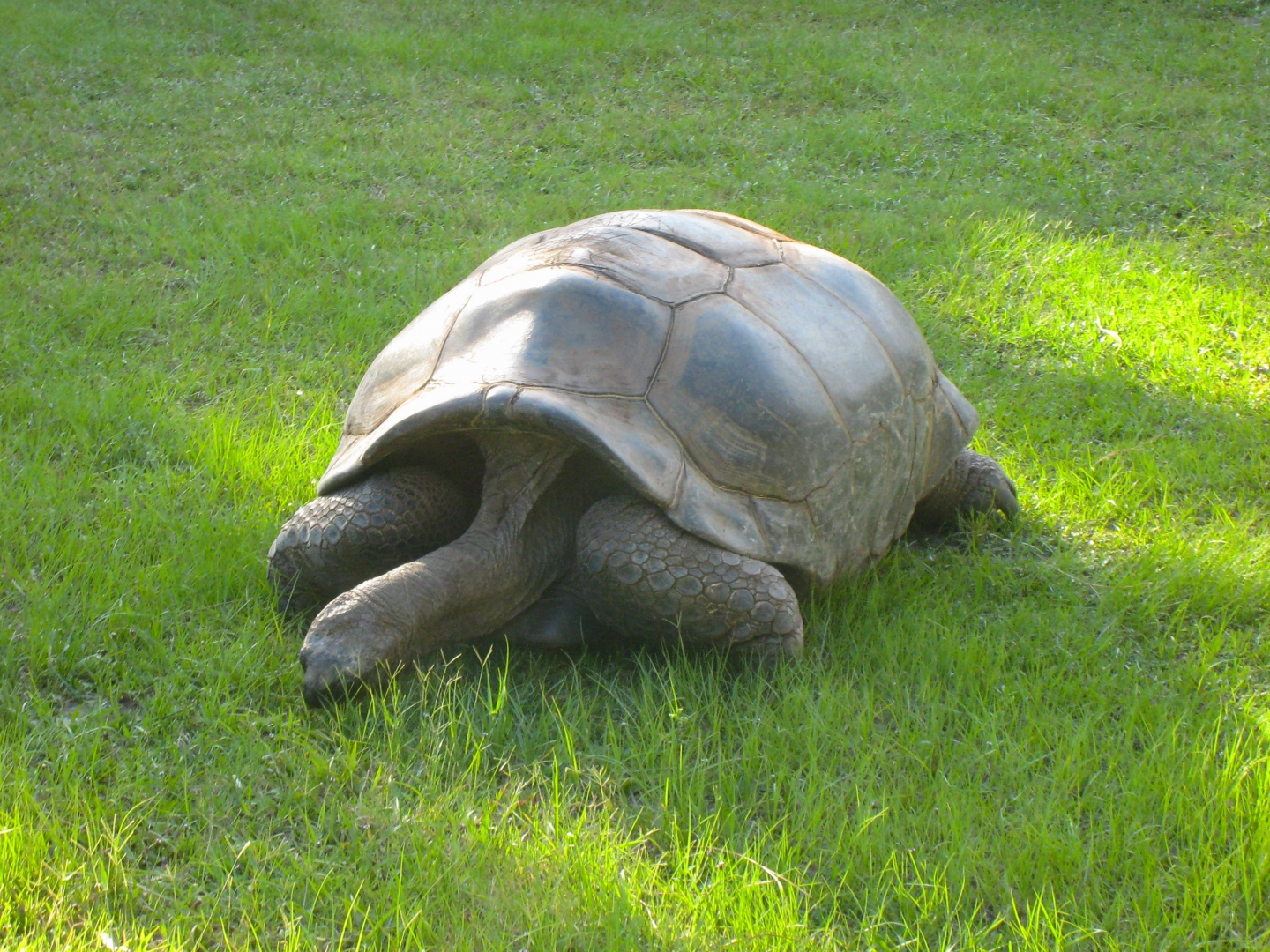 ALDABRA BREEDER