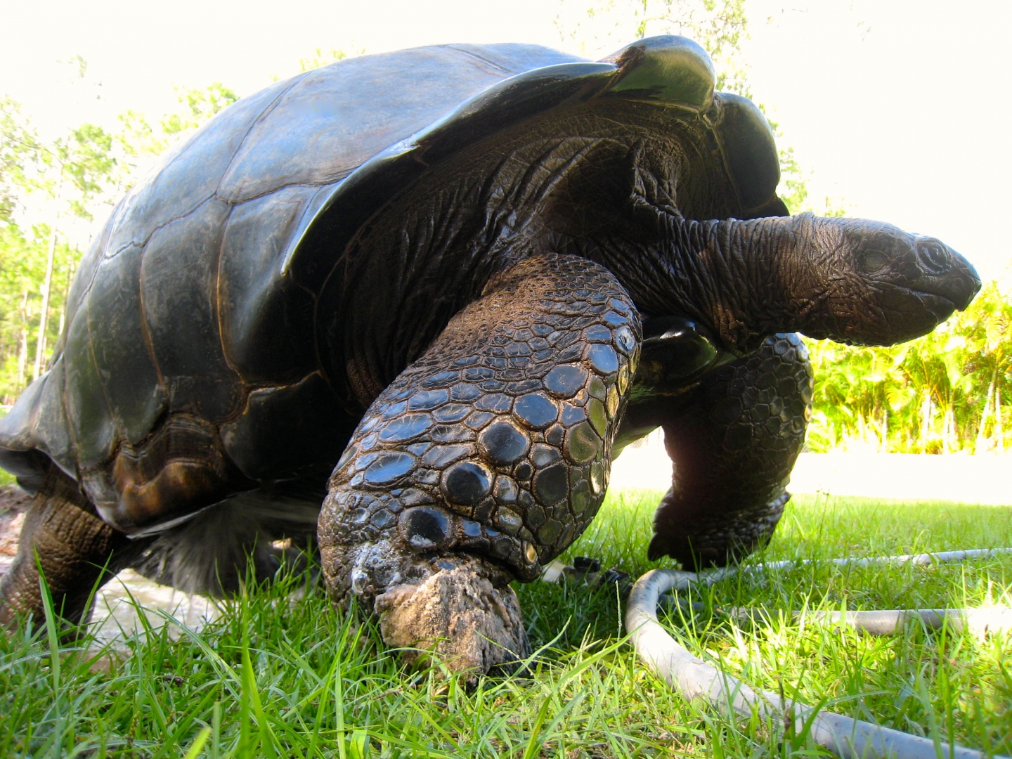 ALDABRA BREEDER