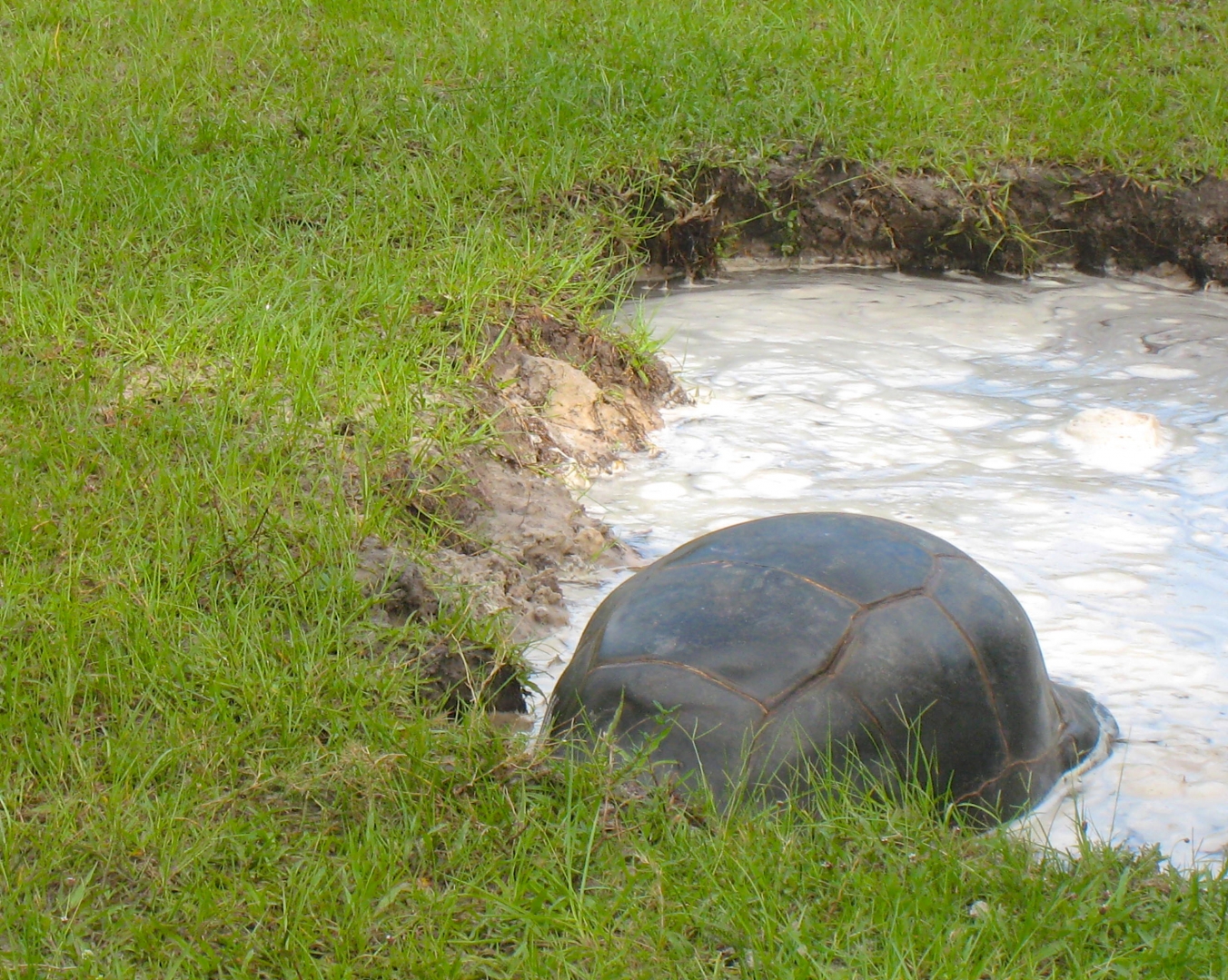 ALDABRA BREEDER