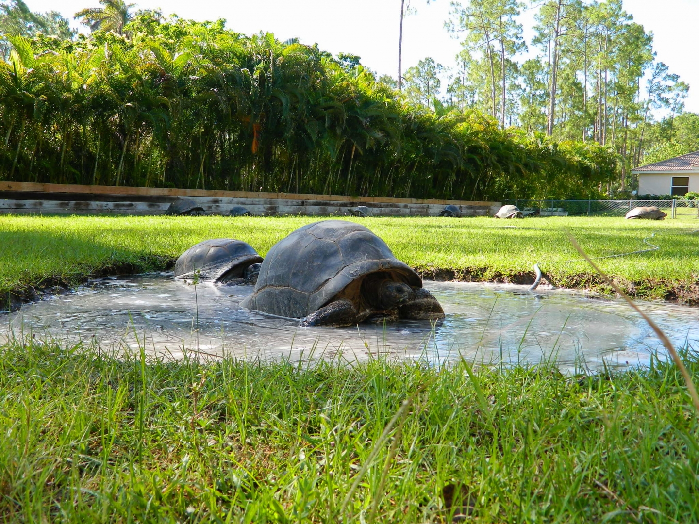 ALDABRA BREEDER