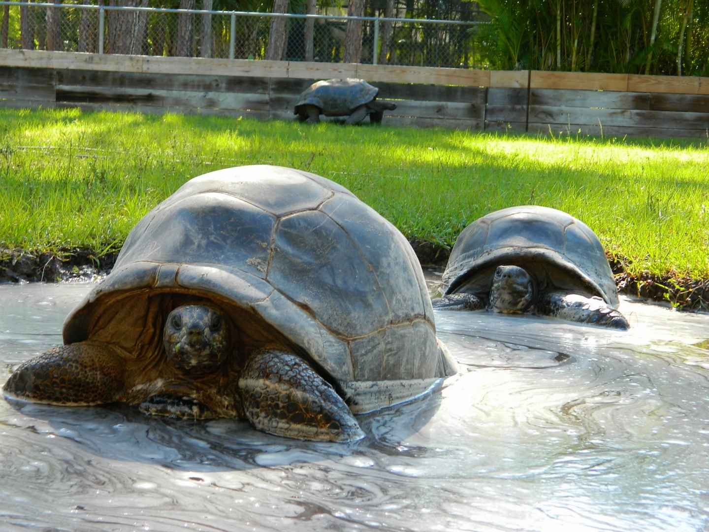 ALDABRA BREEDER