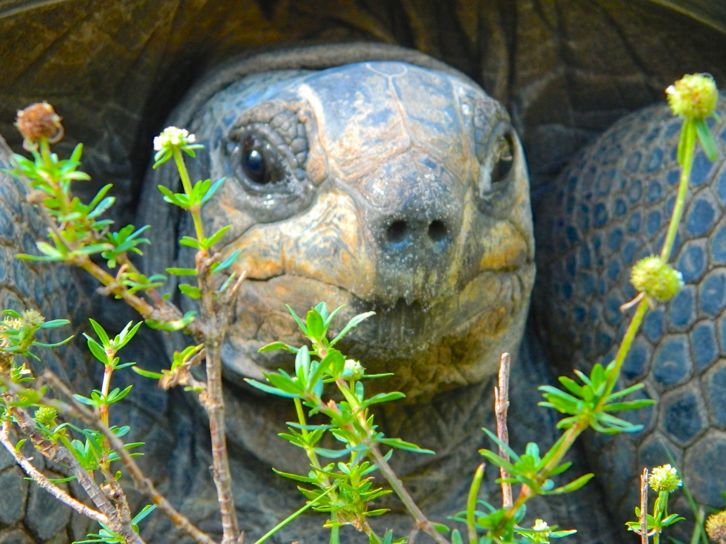 ALDABRA BREEDER