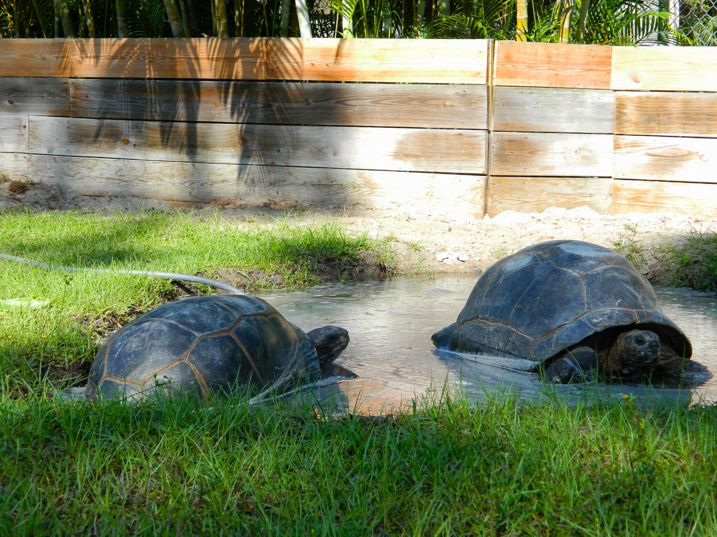 ALDABRA BREEDER