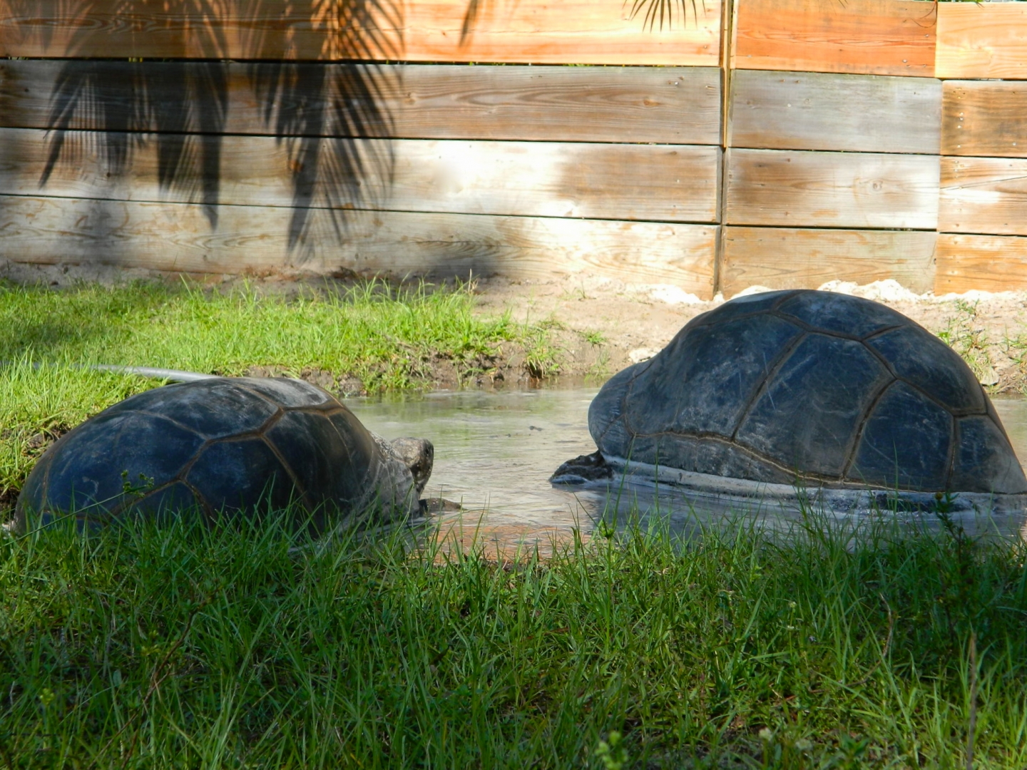 ALDABRA BREEDER