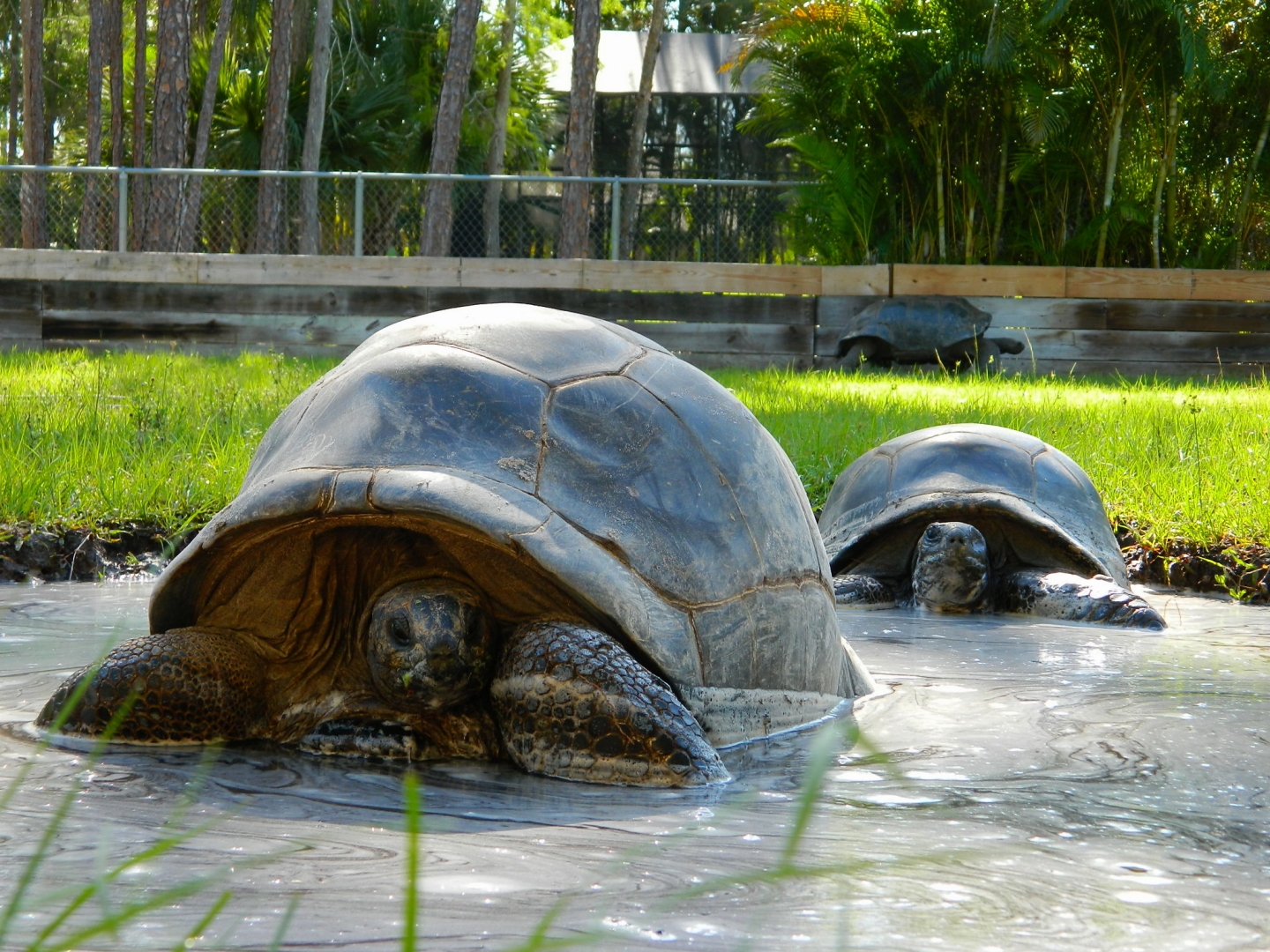 ALDABRA BREEDER