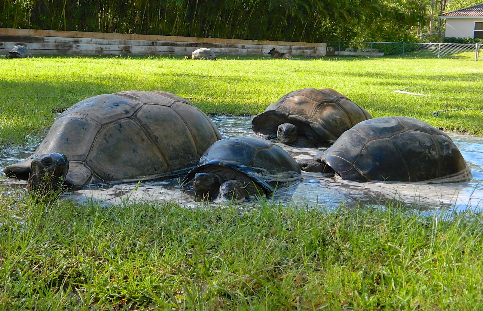 ALDABRA BREEDER