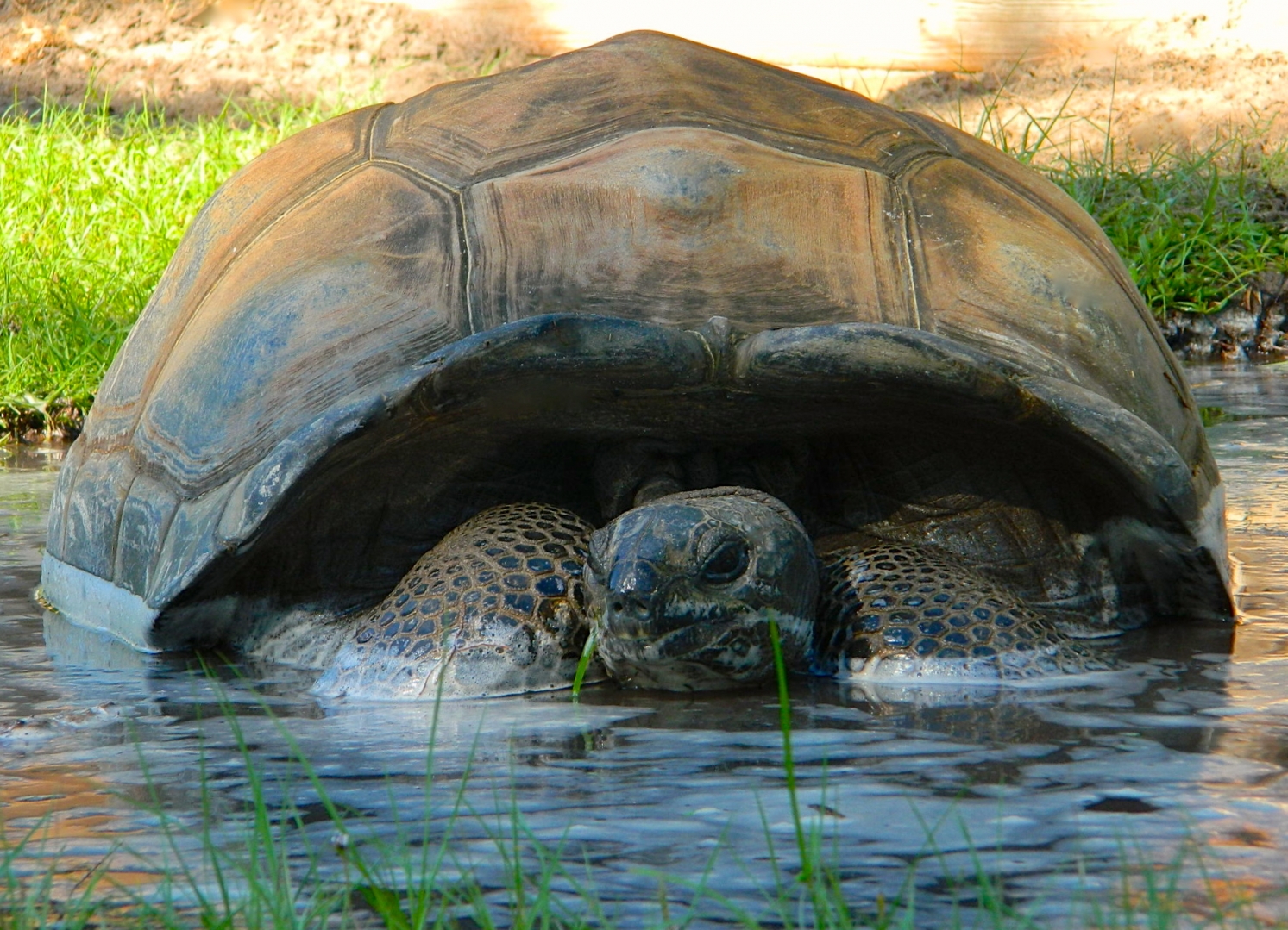 ALDABRA BREEDER