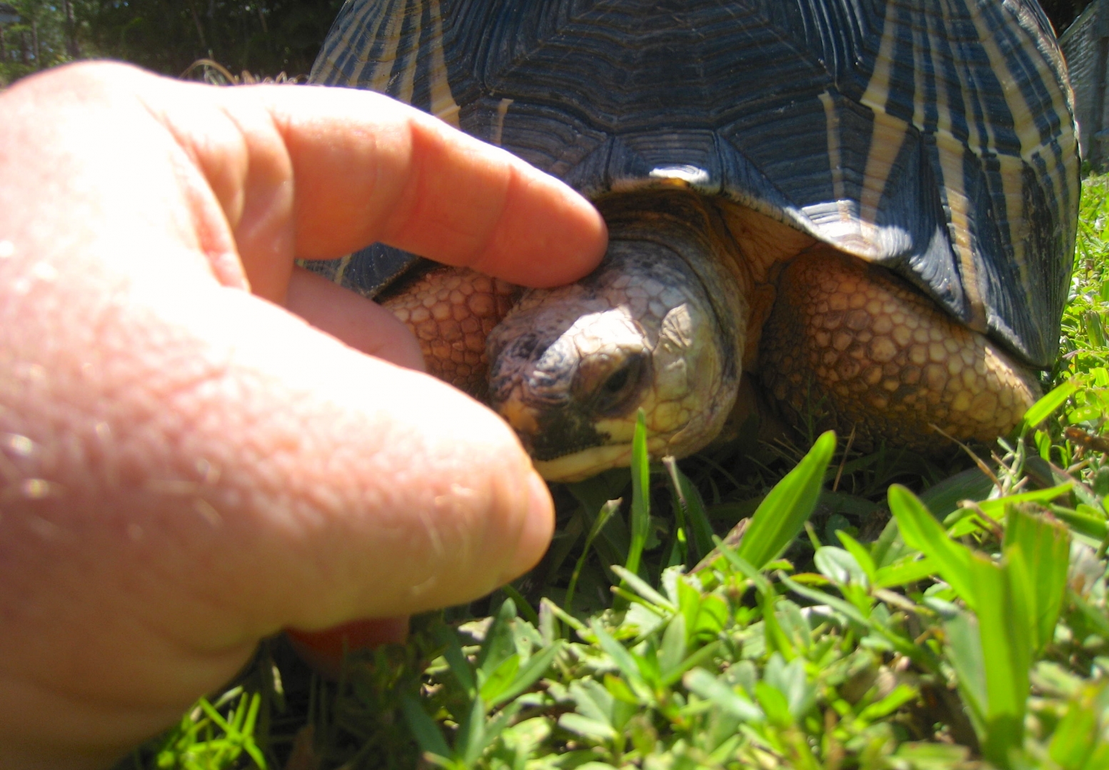 ALDABRA BREEDER