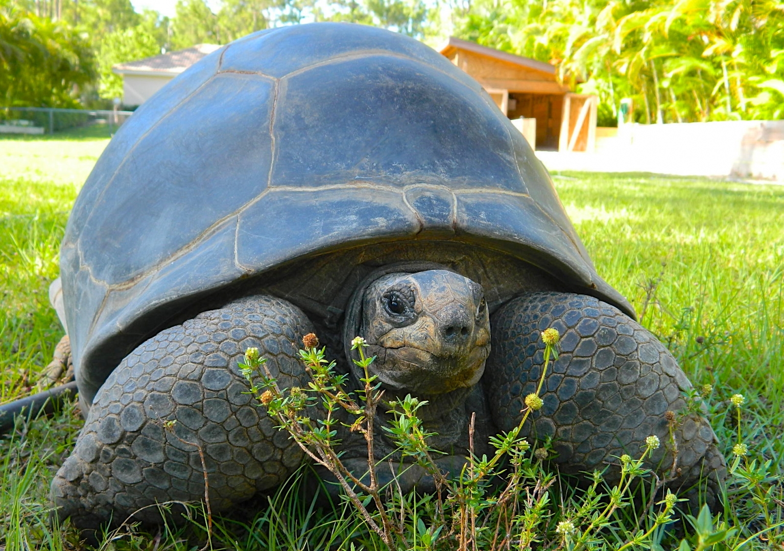 ALDABRA BREEDER